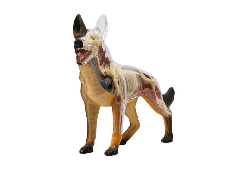 Figurine 4D Master MIGHTY JAXX Ballon Chien Anatomie - Signé Jason Freeny, Neuf