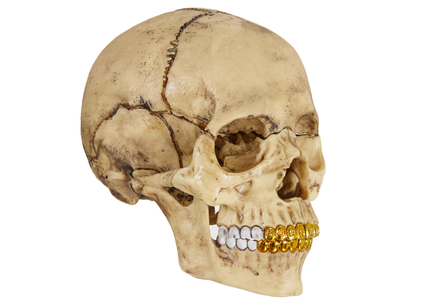 高級素材使用ブランド 【新品】Supreme 4D Model Human Skull Natural