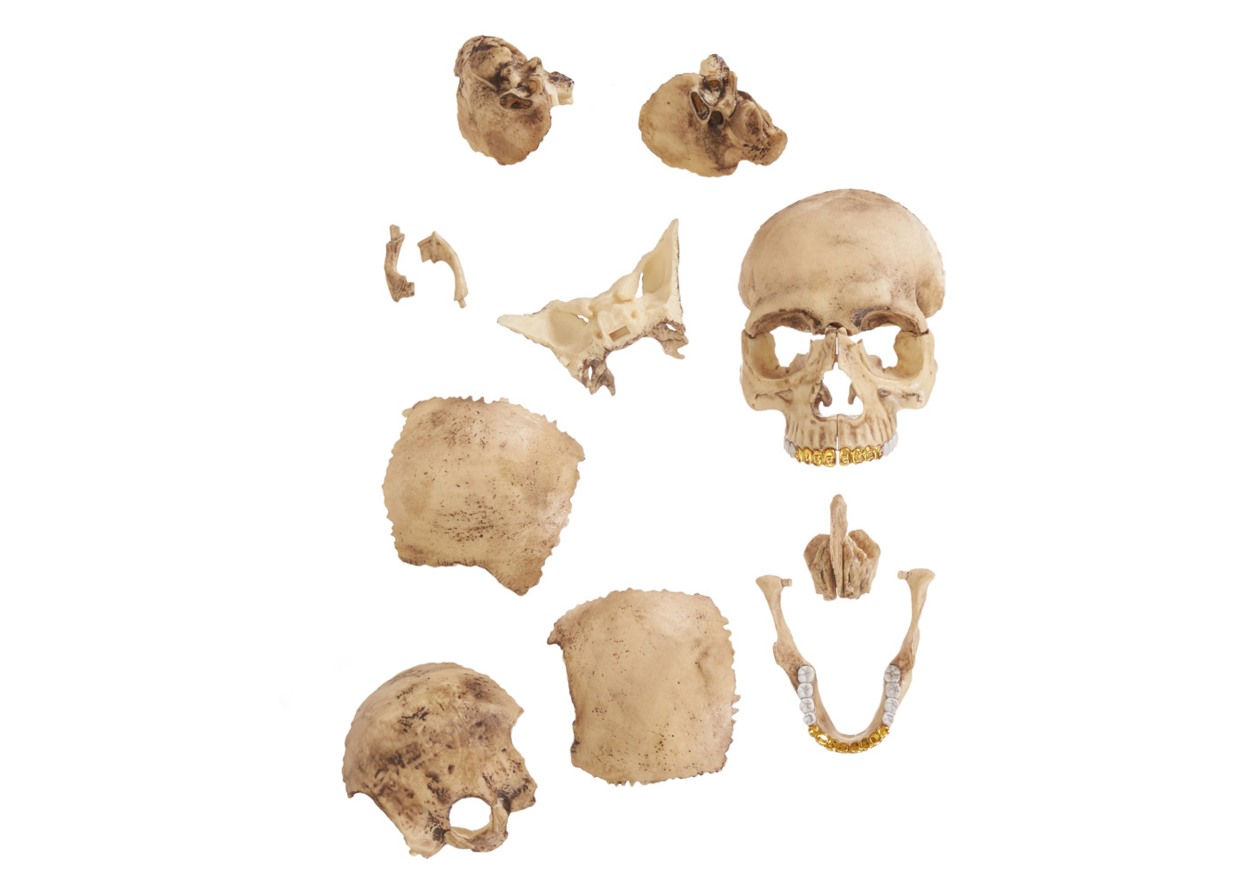 Supreme 4D Model Human Skull Natural - FW23 - US