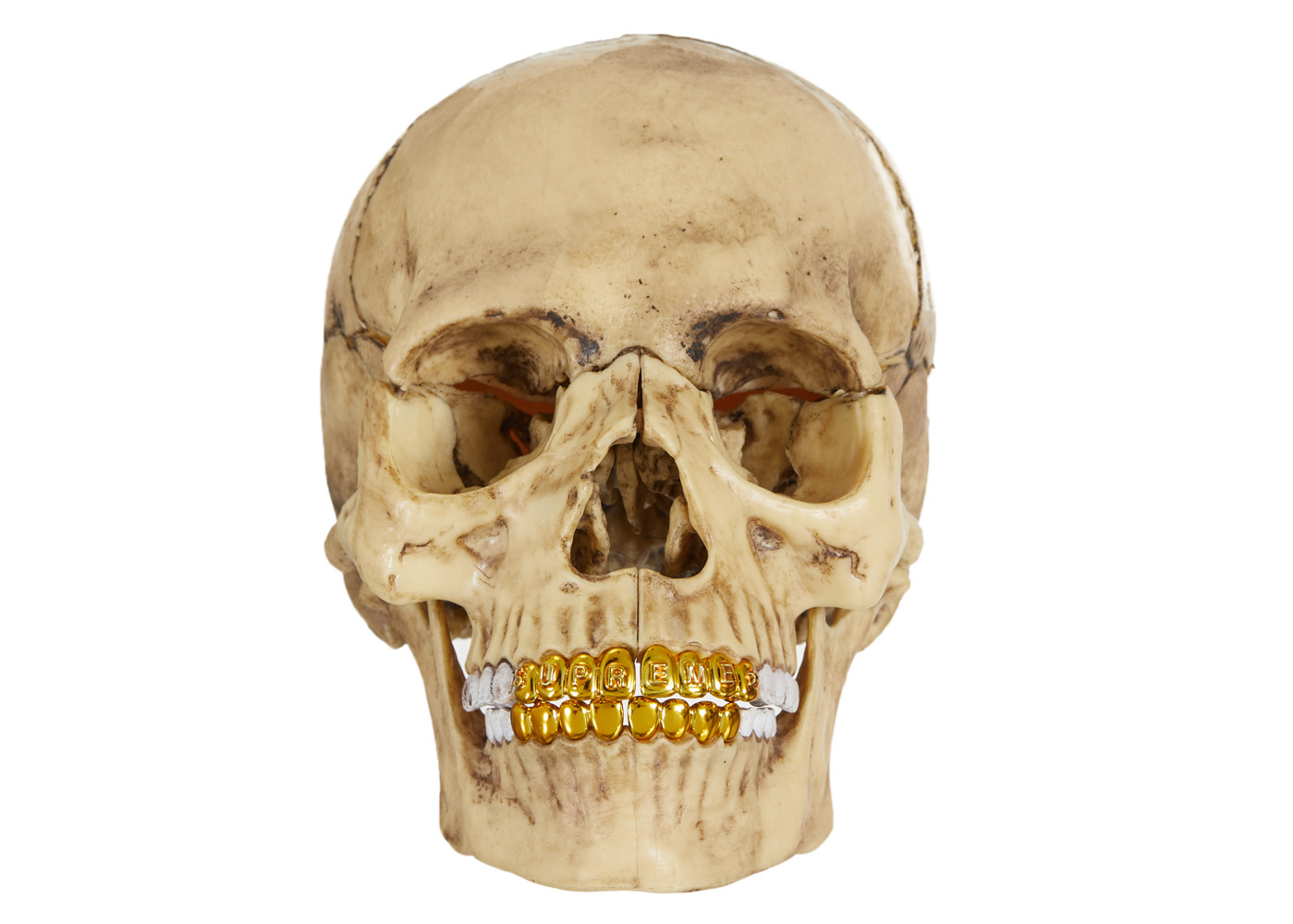 日本規格Supreme 4D Model Human Skull Natural その他