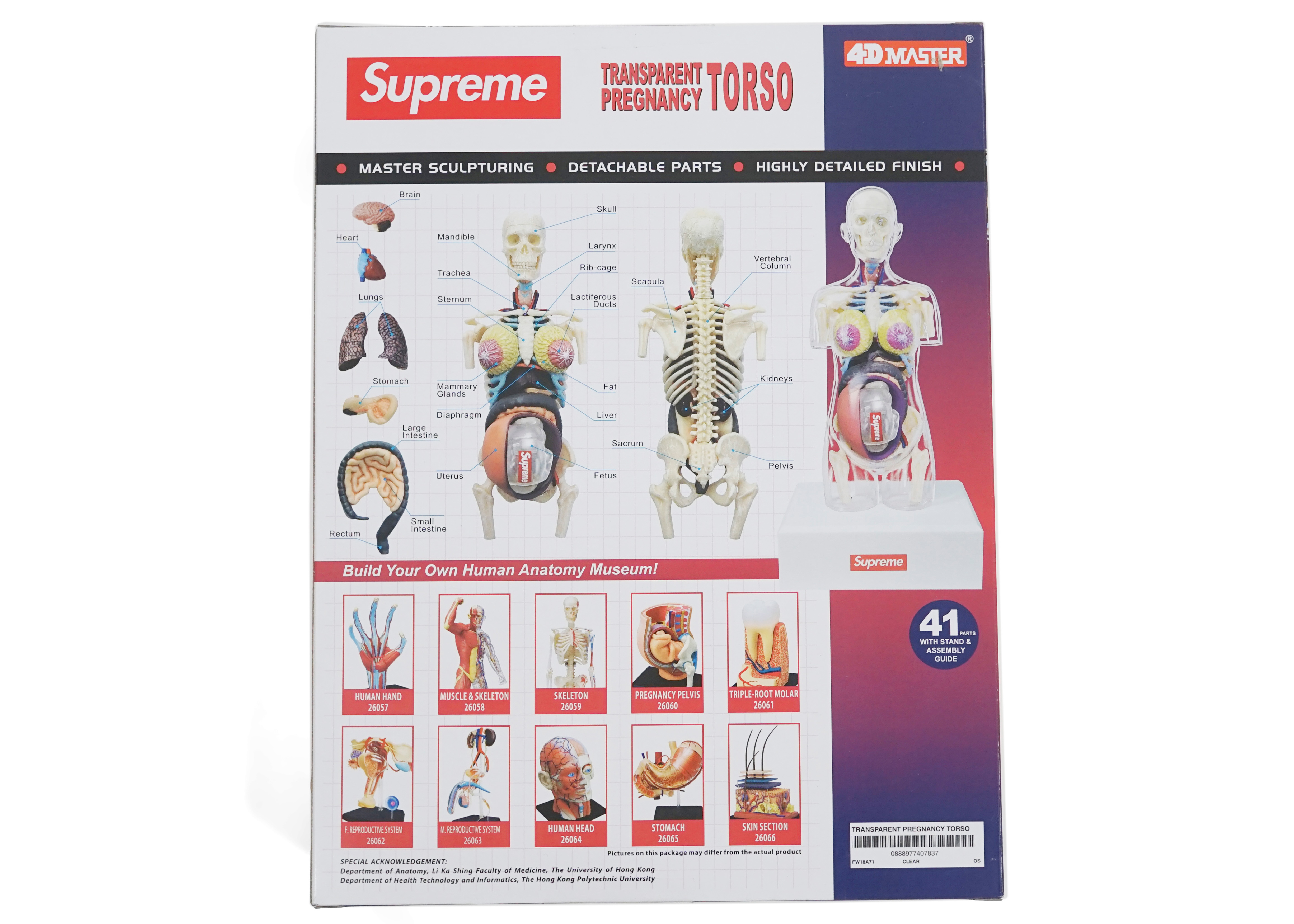 Supreme Female Anatomy Model Clear - FW18 - US