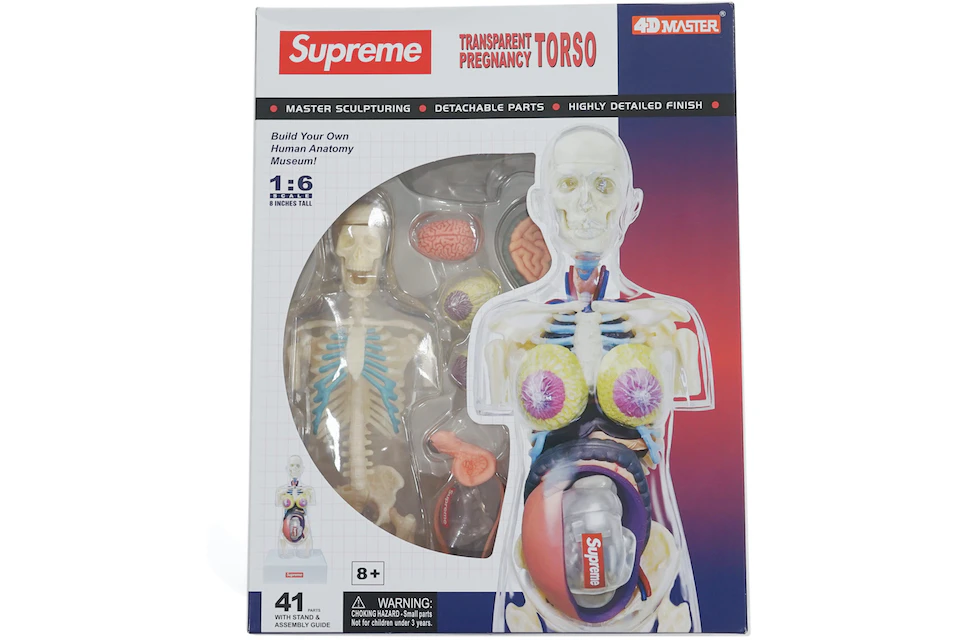 Supreme Female Anatomy Model Clear