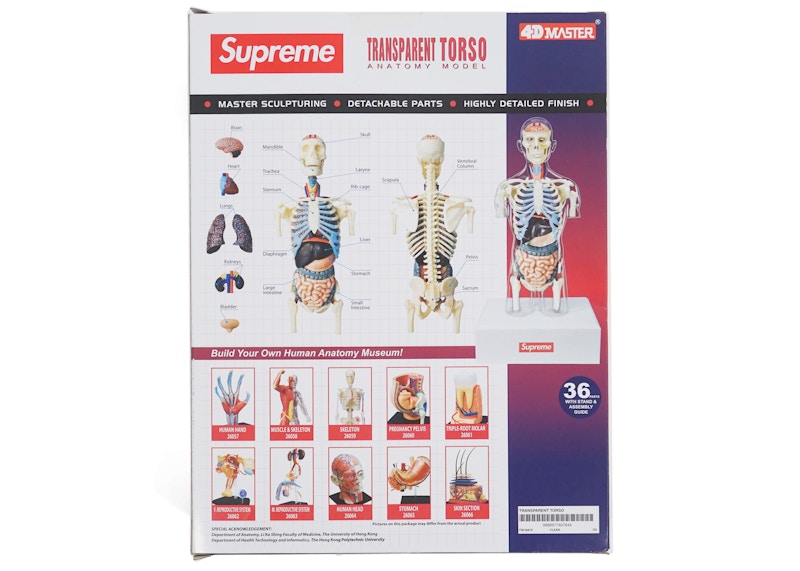 Supreme Male Anatomy Model Clear - FW18 - US